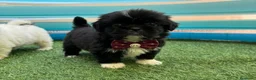 Shih Tzu perros en venta: Shih Tzu - Anuncio 3