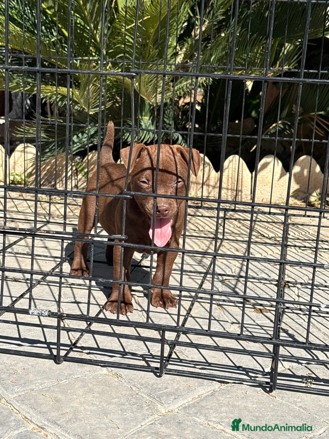Jack Russell Terrier perros en venta: Cachorras Patterdale terrier  - Anuncio 2