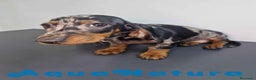Teckel Miniatura perros en venta: Camada Teckel Merle Arlequin - AQUANATURA en Barcelona - Anuncio 15
