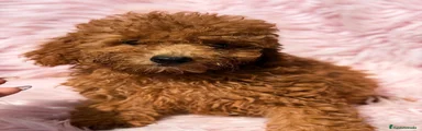 Caniche Mediano 1