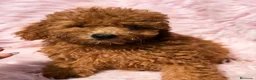 Caniche Mediano perros en venta: Caniche hembra - Anuncio 2