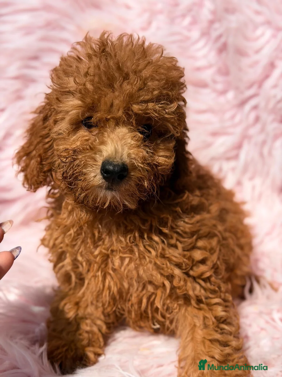Caniche Mediano perros en venta: Caniche hembra - Anuncio 2