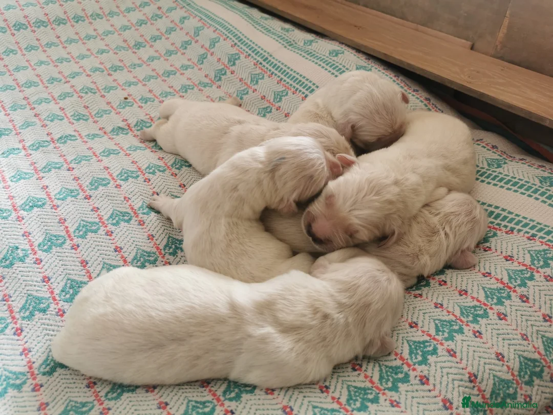 Golden Retriever perros en venta: Golden Retriever - Anuncio 2