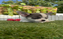 Chihuahua perros en venta: CHIHUAHUA MACHO TRICOLOR - Imagen 7