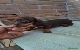 Teckel perros en venta: Teckel chocolate macho en Sevilla - Imagen 1