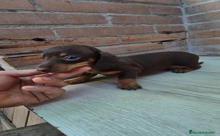 Teckel perros en Sevilla - Propaganda 1