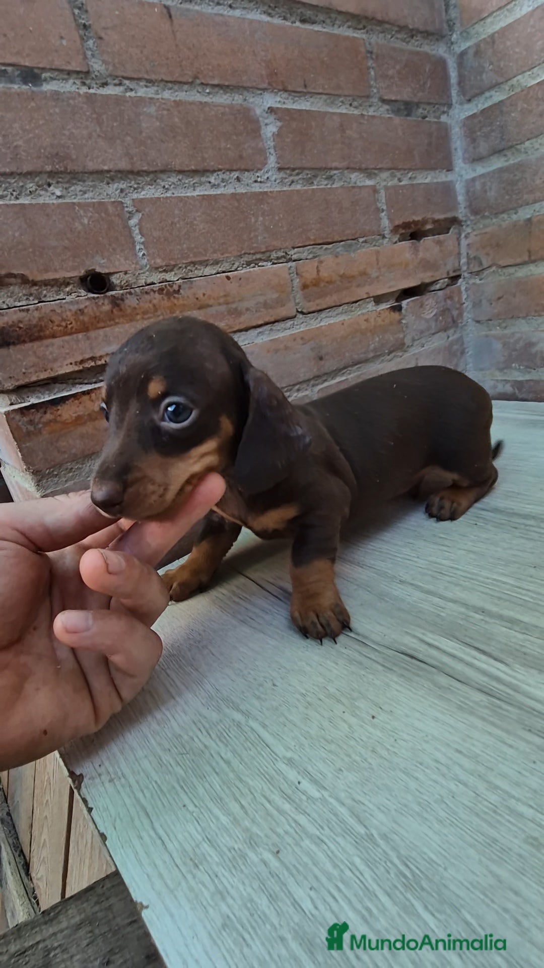 Teckel perros en venta: Teckel chocolate macho en Sevilla - Imagen 1