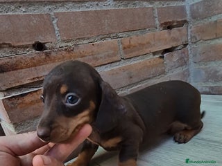 Teckel perros en Sevilla - Anuncio 11