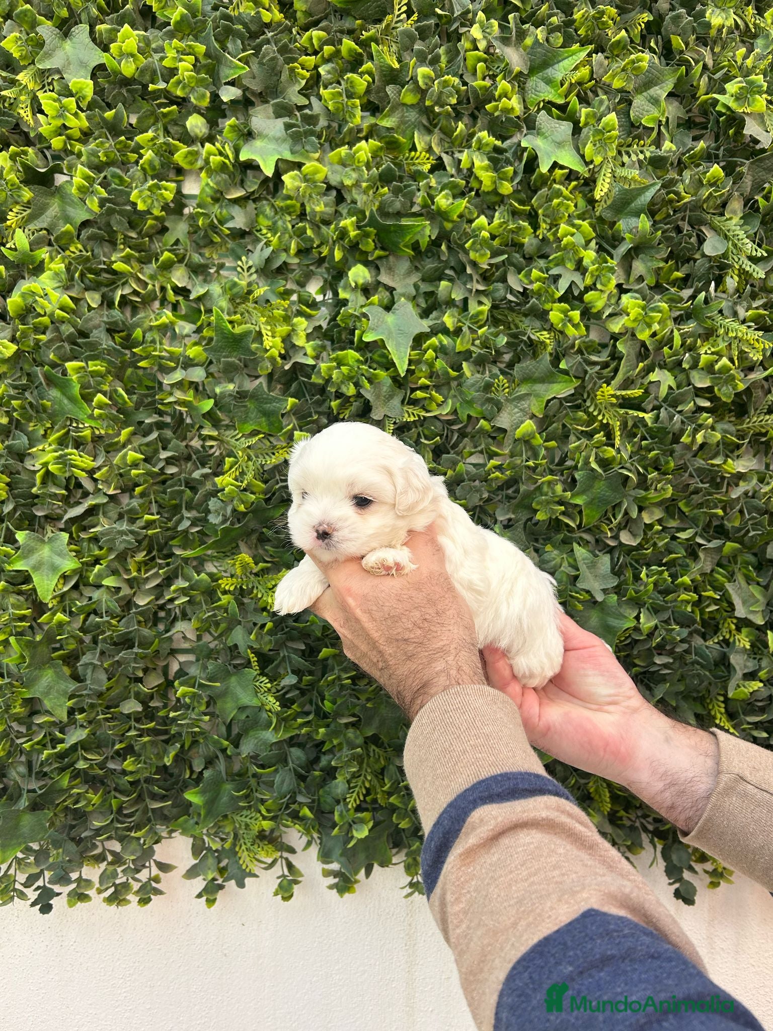 Bichón Maltés perros Hembra Bichon Maltes toy linea americana  - Anuncio 2