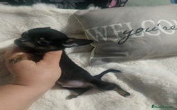 Chihuahua perros en venta: Último Chihuahua super toy  - Imagen 2