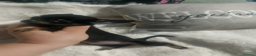 Chihuahua Cachorro 1