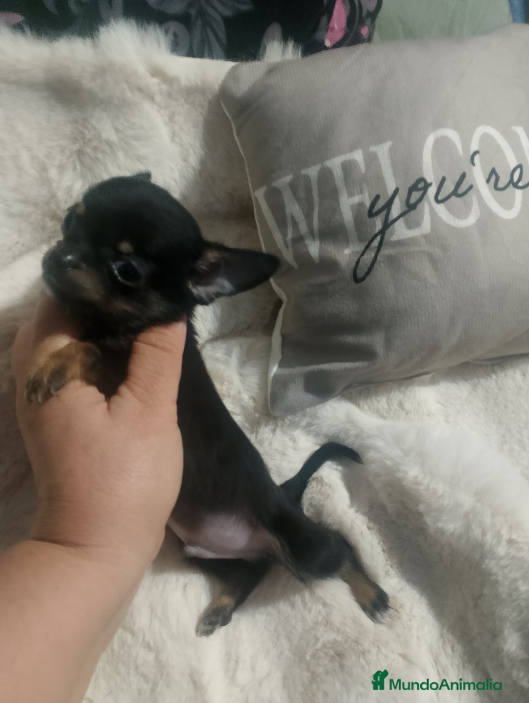 Chihuahua perros en venta: Último Chihuahua super toy  - Imagen 2