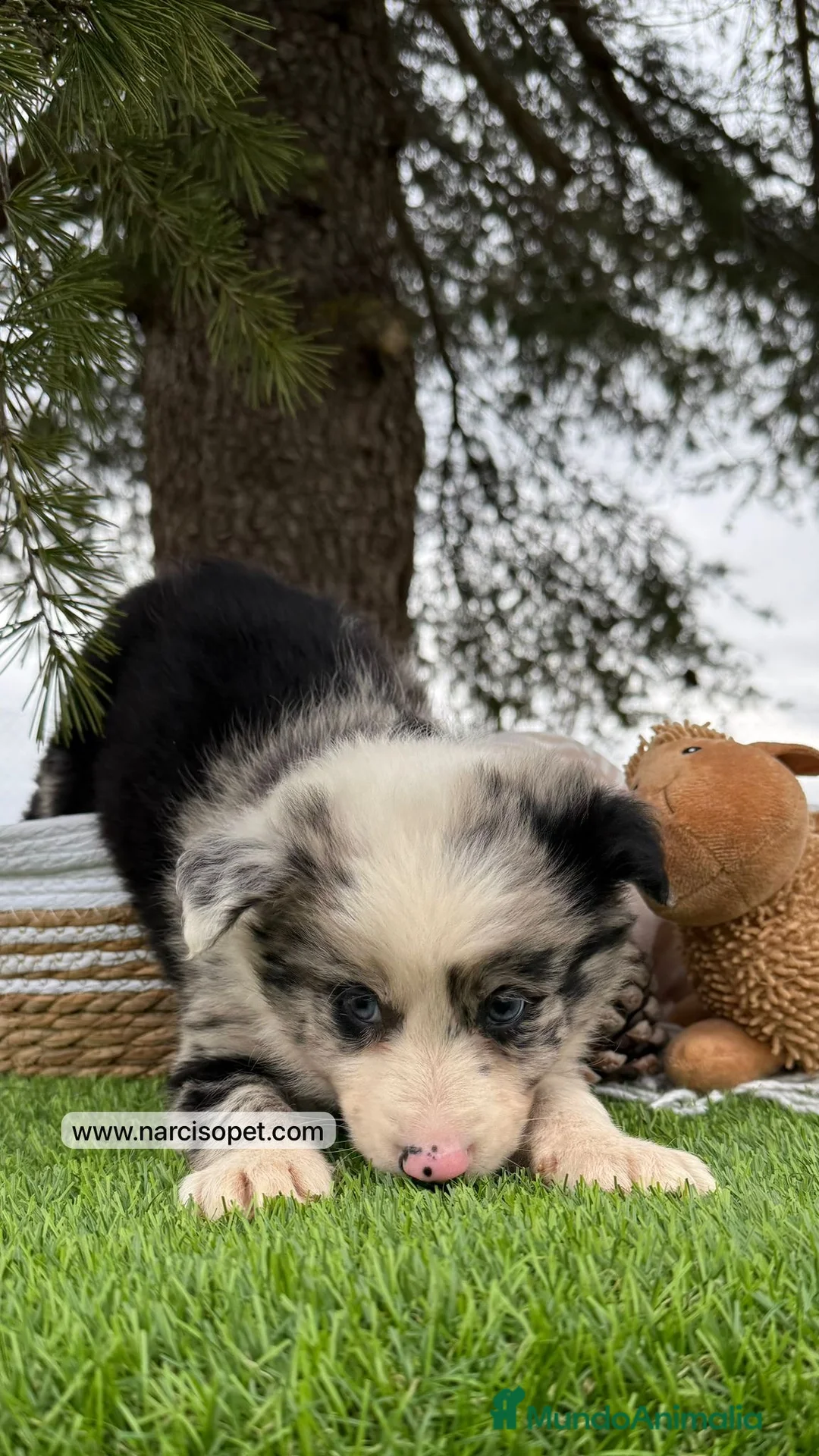 Border Collie perros en venta: VENTA DE BORDER COLLIE MERLE - Anuncio 1