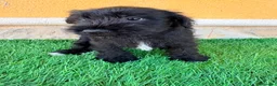 Schnauzer Miniatura perros en venta: Schnauzer miniatura negro  - Anuncio 9