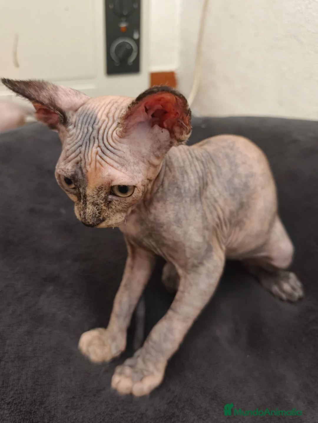 Sphynx gatos en venta: Preciosa hembrita sphynx  - Anuncio 2