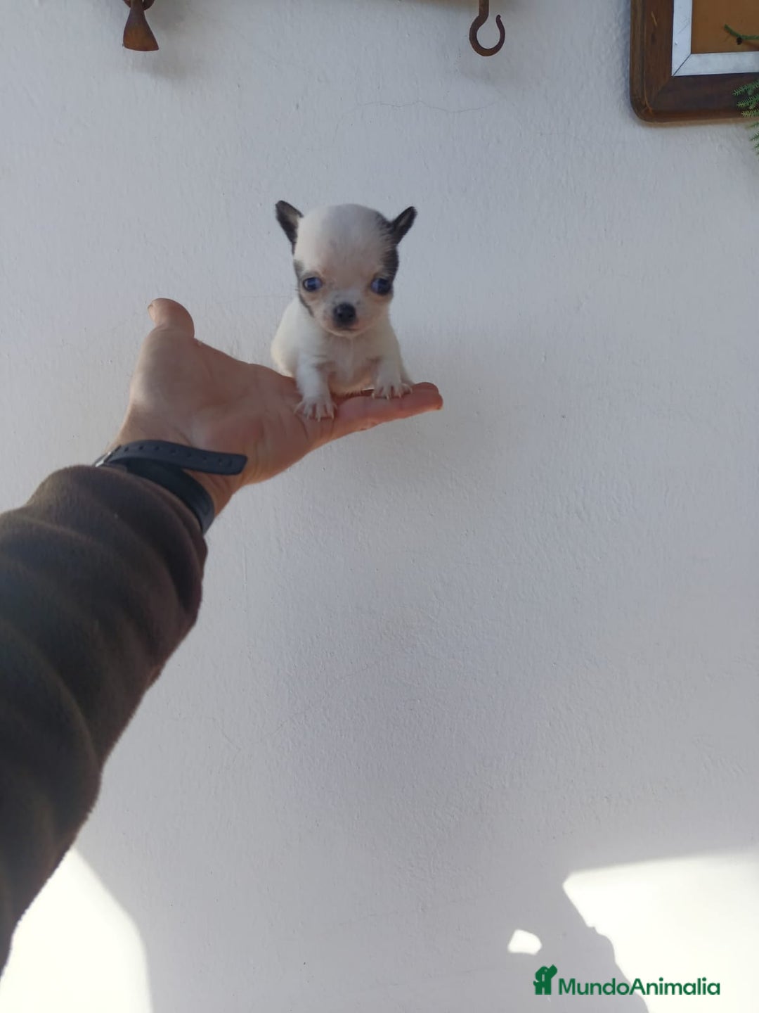 Chihuahua perros en venta: IMPRESIONANTE  CHIHUAHUA   LINEA  TOY - Anuncio 15