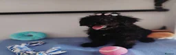 Perro de Agua Español perros en venta: Perro de agua  - Anuncio 14