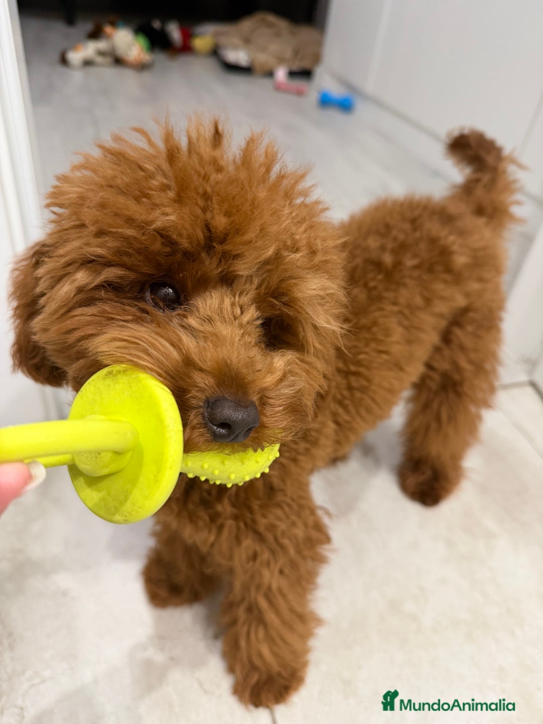 Caniche Toy perros para monta: Espectacular caniche Toy rojo para monta  - Anuncio 1