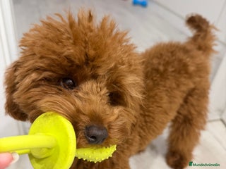 Caniche Toy perros Espectacular caniche Toy rojo para monta - Anuncio 1