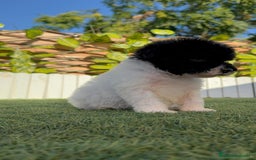 Perro de Agua Español perros en venta: PERRO DE AGUA HEMBRA - Imagen 4