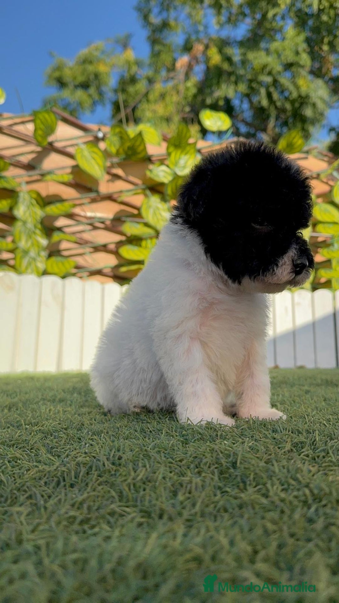 Perro de Agua Español perros en venta: PERRO DE AGUA HEMBRA - Imagen 4