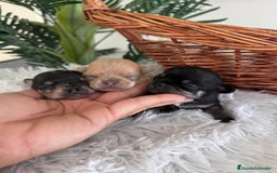 Chihuahua perros en venta: CHIHUAHUA - Imagen 15