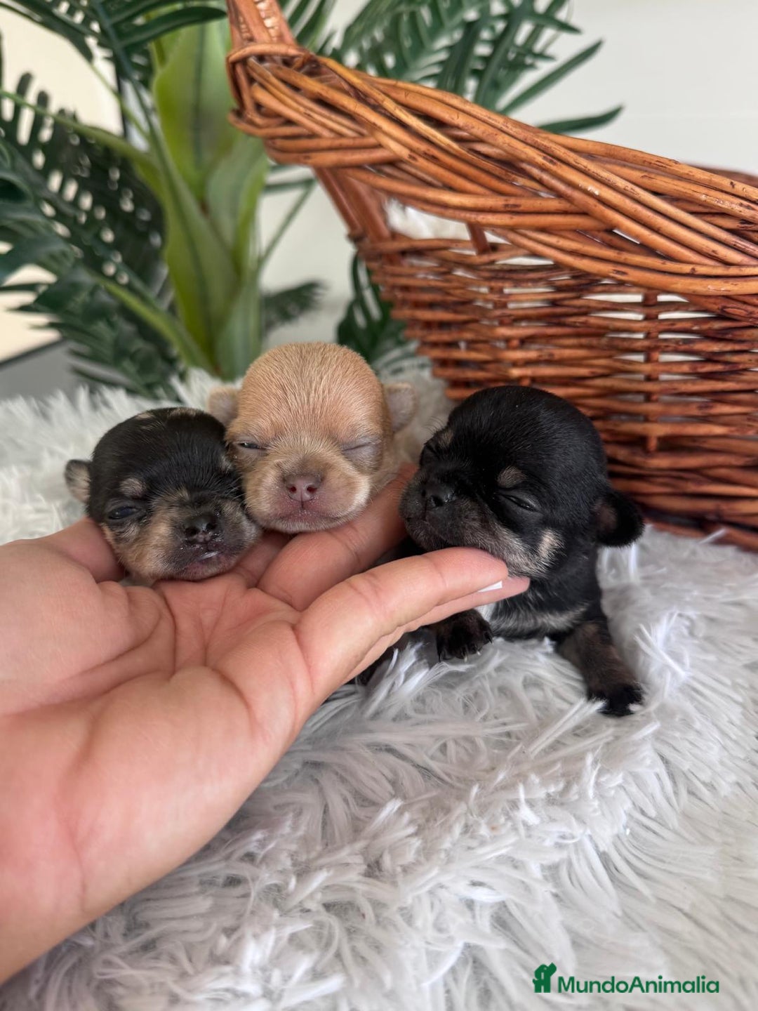 Chihuahua perros en venta: CHIHUAHUA - Imagen 15