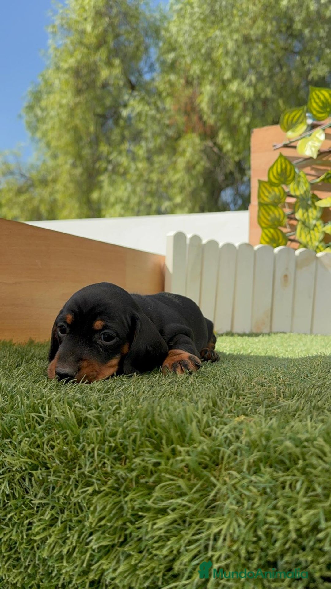 Teckel Miniatura perros en venta: TECKEL MINIATURA - Imagen 9
