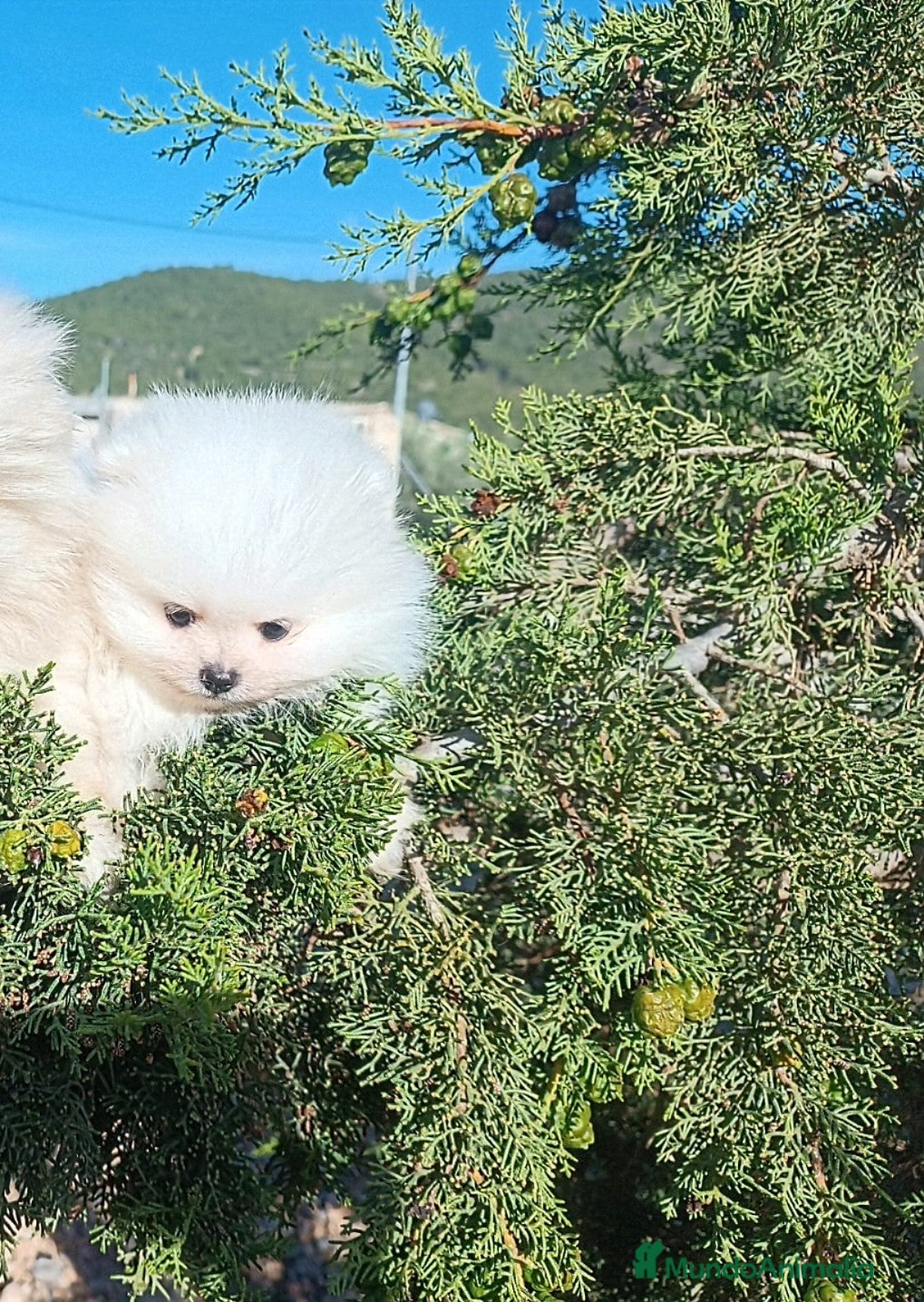 Pomerania perros en venta: POMERANIA MACHITO SÚPER TOY - Anuncio 3
