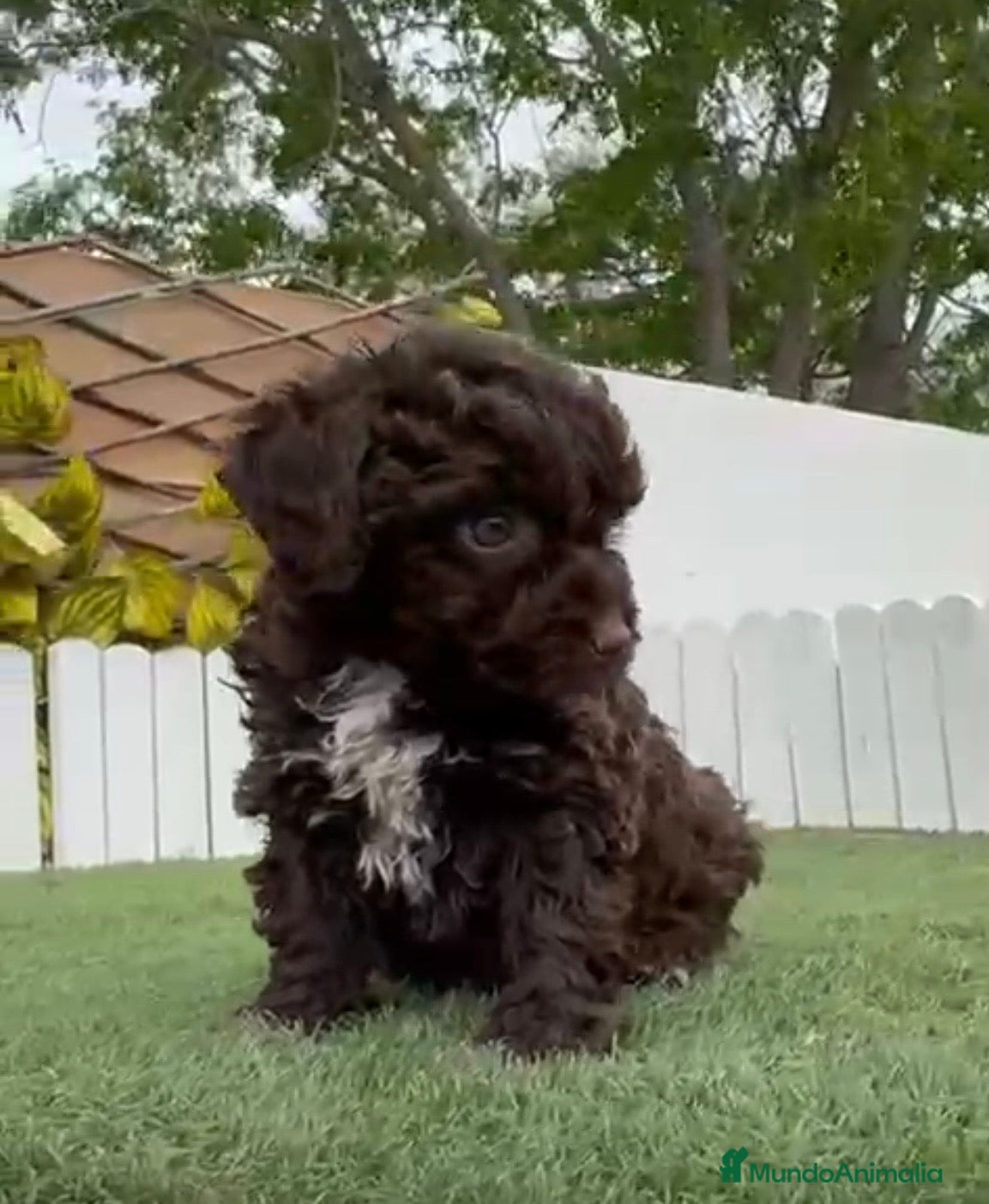 Perro de Agua Español perros PERRO DE AGUA HEMBRA - Anuncio 1