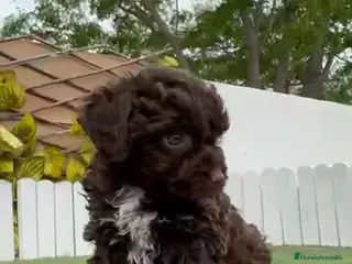 Perro de Agua Español perros PERRO DE AGUA HEMBRA - Anuncio 1