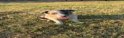 Border Collie perros en venta: Cachorros de Border Collie - Anuncio 4