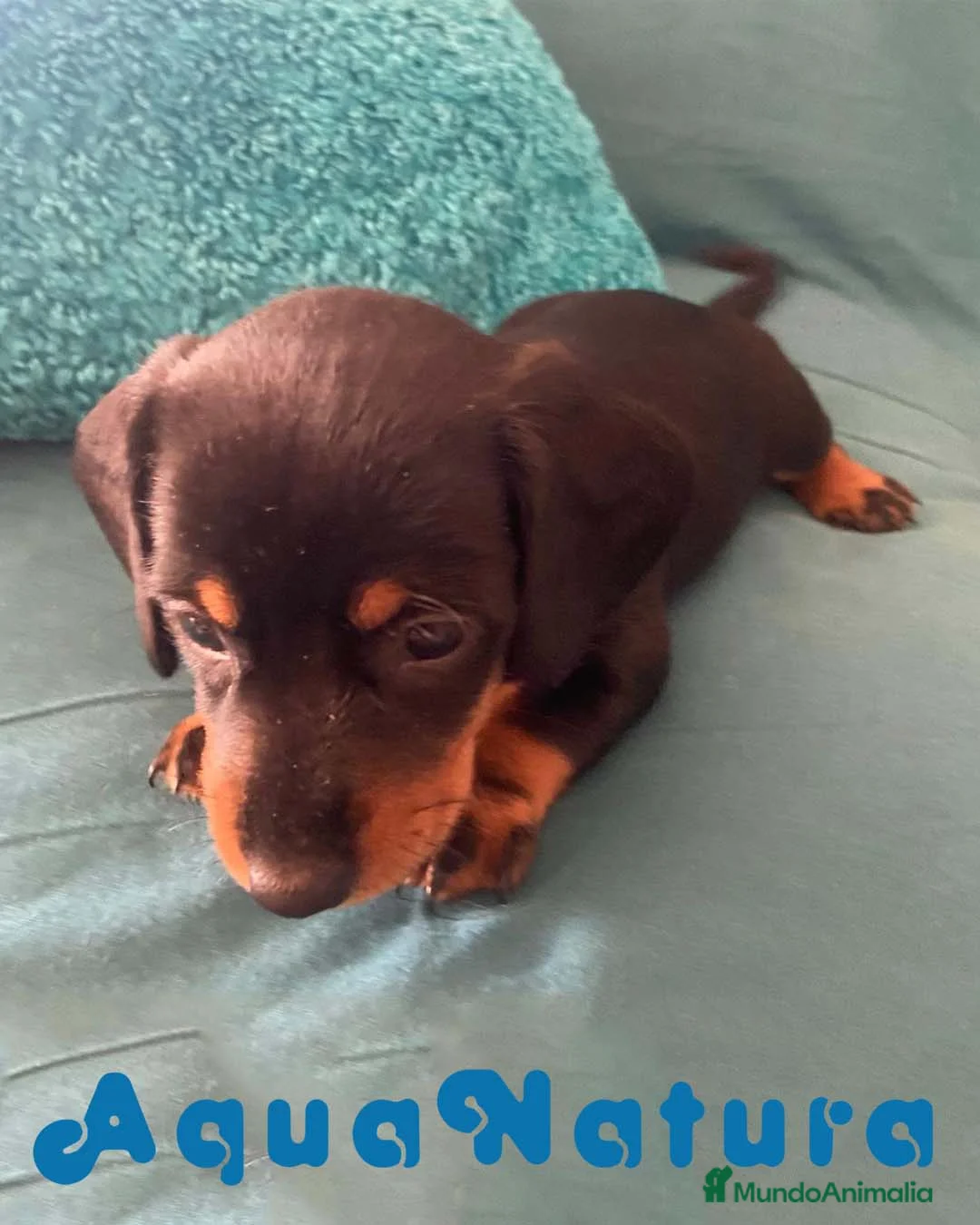 Teckel perros en venta: Teckel Hembra de Tita Junior 5843  AQUANATURA en Barcelona - Anuncio 6