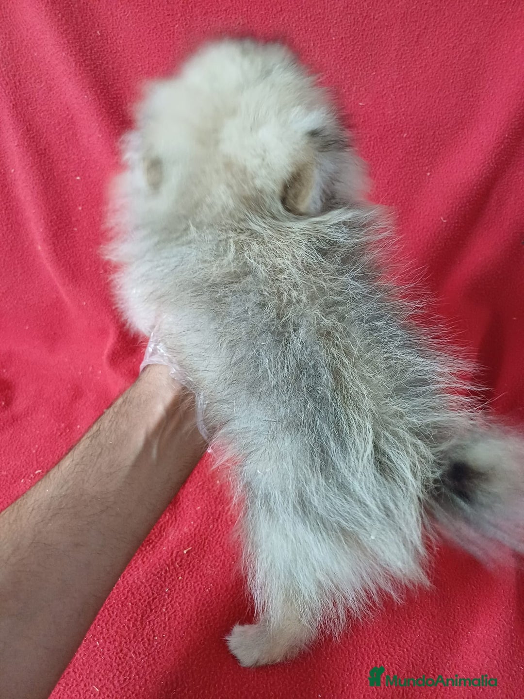 Pomerania perros en venta: Pomerania Mini  - Anuncio 4