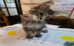 Maine Coon gatos en venta: A. MAINE COON  en León - Imagen 12