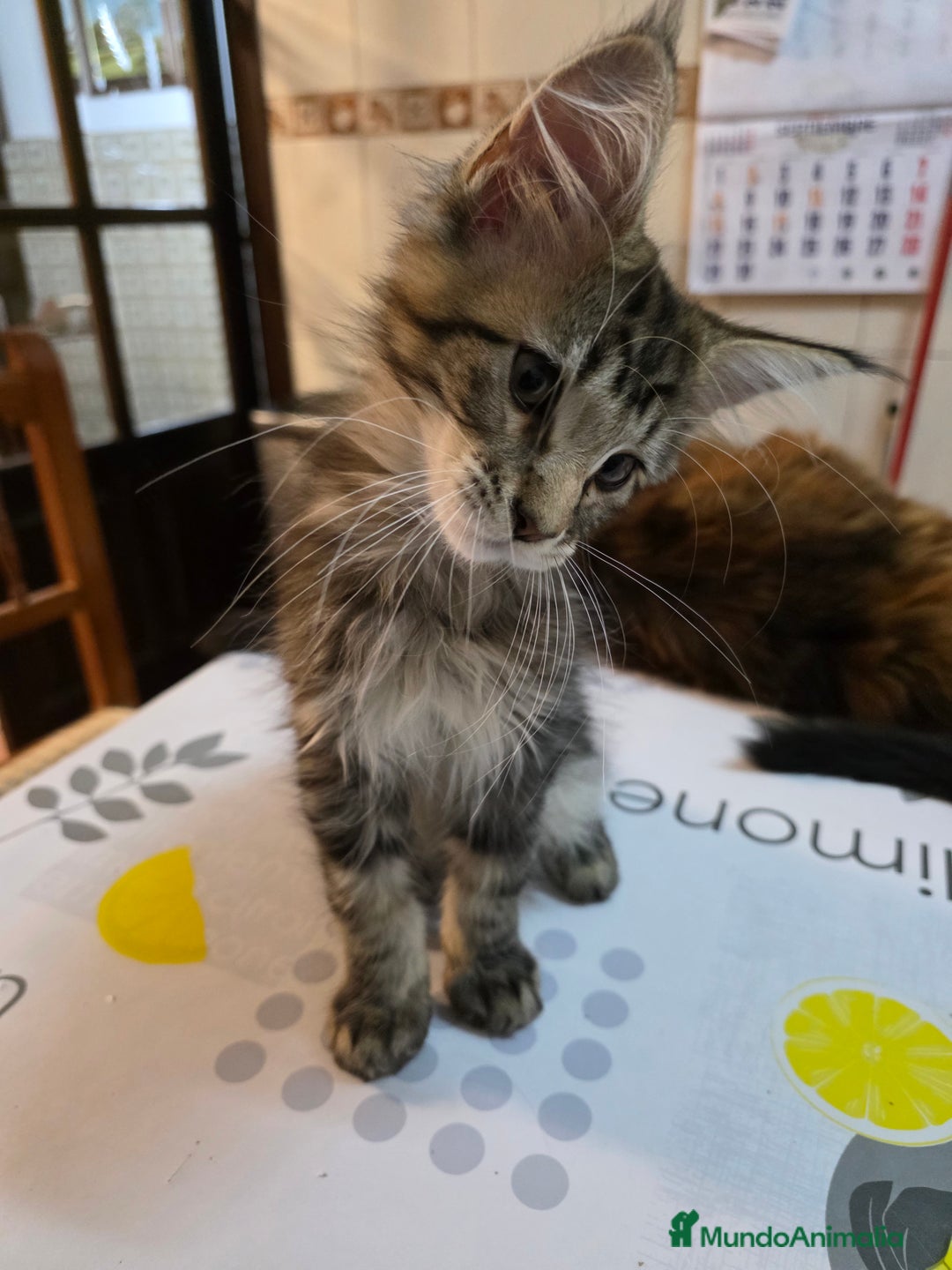 Maine Coon gatos en venta: A. MAINE COON  en León - Imagen 12