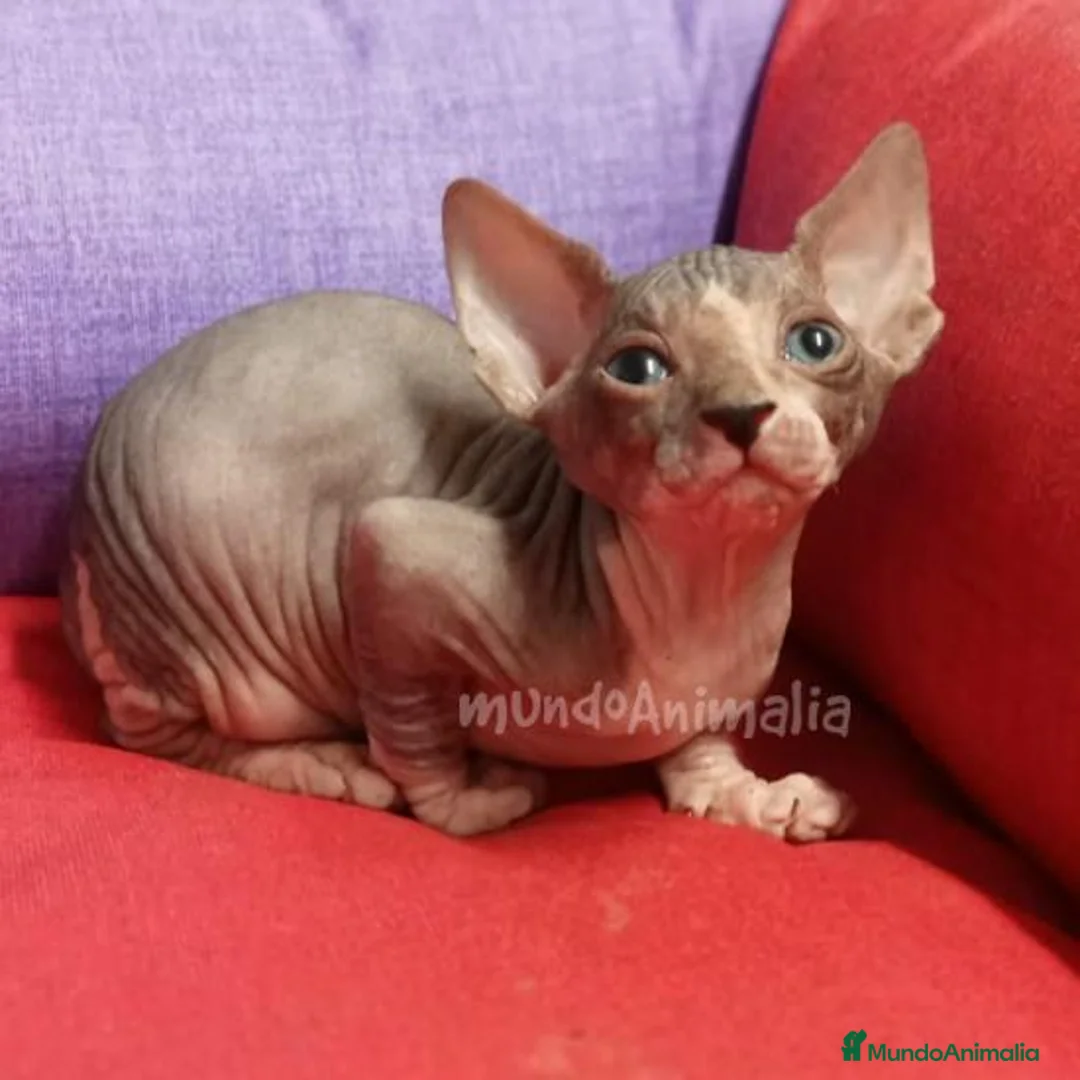 Imagen de galería {{count}}