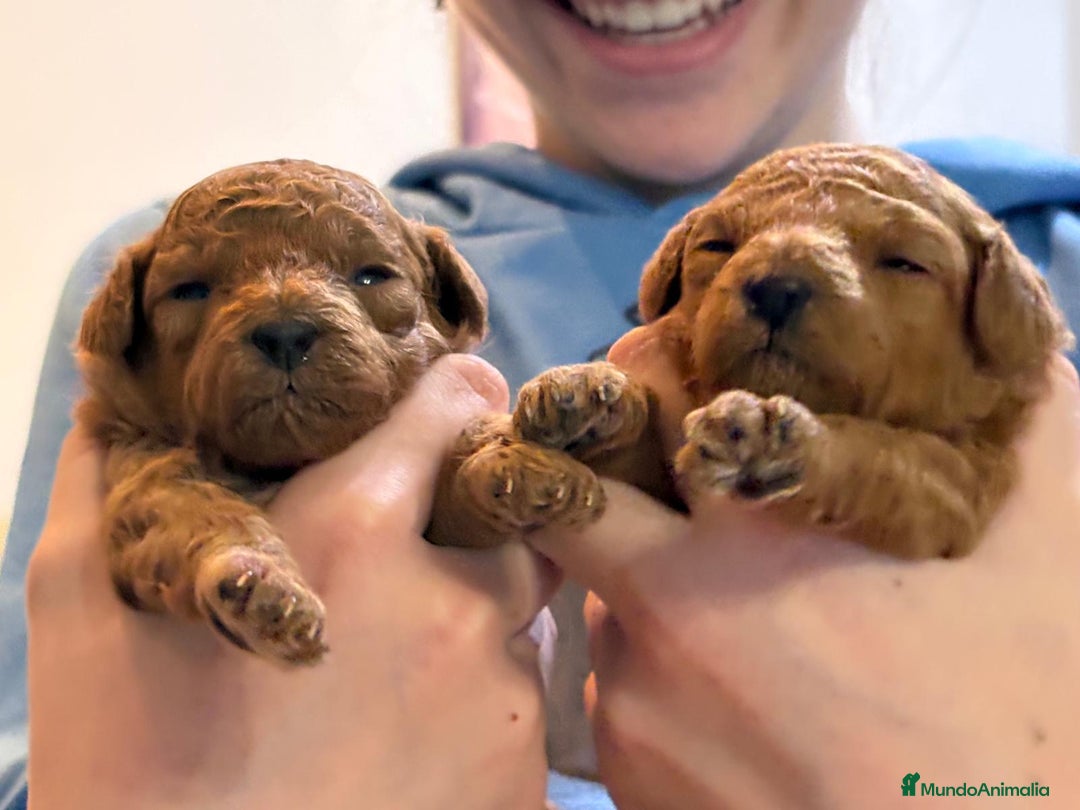 Caniche Toy perros en venta: Preciosos cachorros caniche Toy Rojo  - Anuncio 5