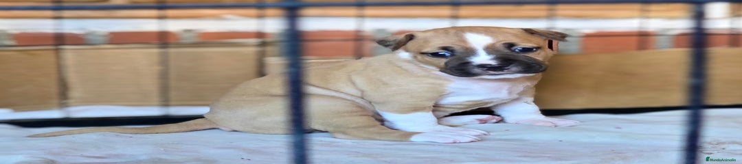 American Staffordshire-Terrier Cachorro 4