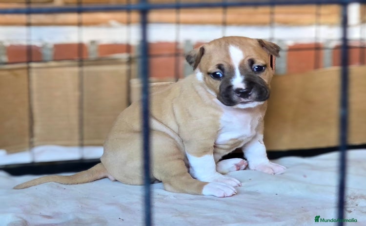 American Staffordshire-Terrier perros - Propaganda 1