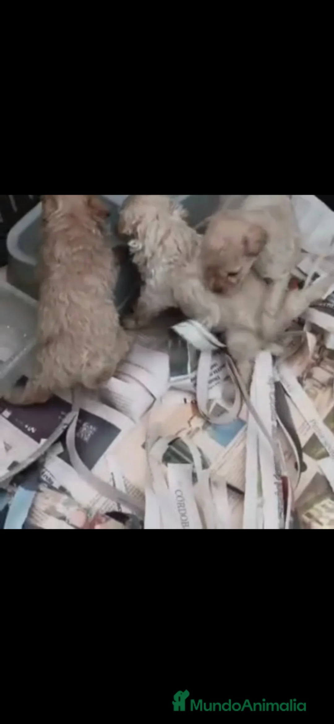 Caniche Toy perros en venta: Caniches toy  - Anuncio 2
