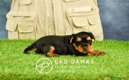 Yorkshire Terrier perros en venta: Macho yorkshire disponible - Imagen 2