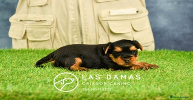 Yorkshire Terrier perros - Propaganda 9