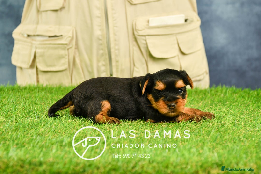 Yorkshire Terrier perros en venta: Macho yorkshire disponible - Imagen 2