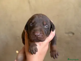 Dobermann perros Doberman chocolate diaponible en Cádiz - Anuncio 4