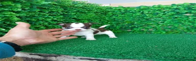 Chihuahua 5