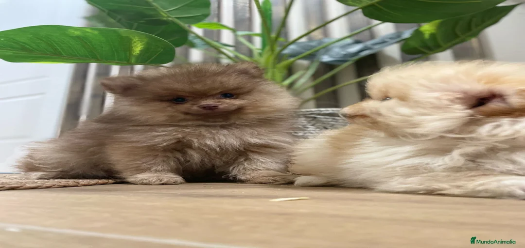 Imagen de galería {{count}}