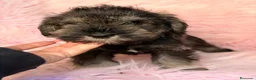 Schnauzer Miniatura perros en venta: Camada de schnauzer  - Anuncio 1