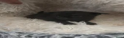 Chihuahua perros en venta: Chihuahua macho negro pelo semilargo  - Anuncio 5