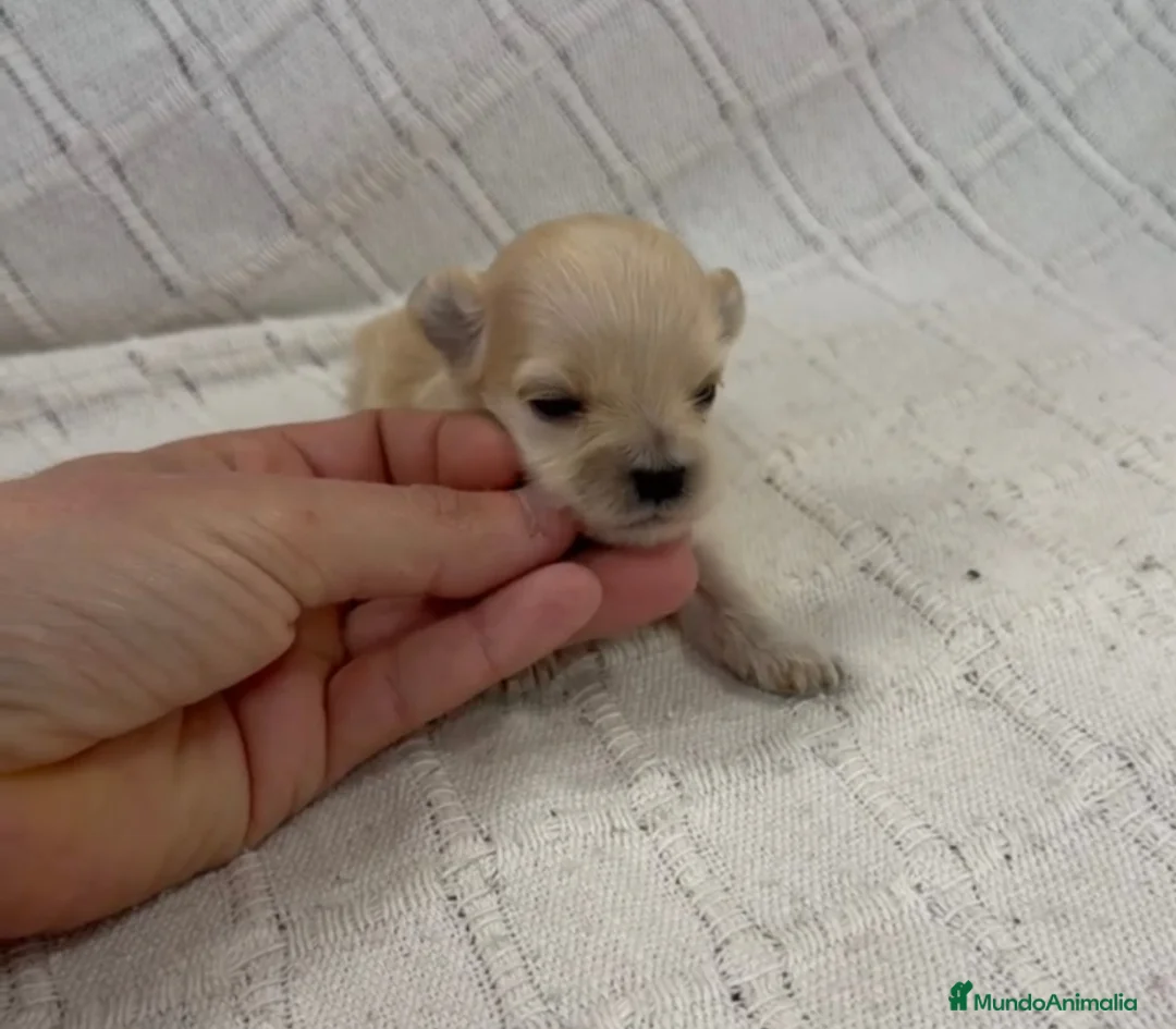 Maltipoo perros en venta: Venta de maltipoo en sevilla - Anuncio 2